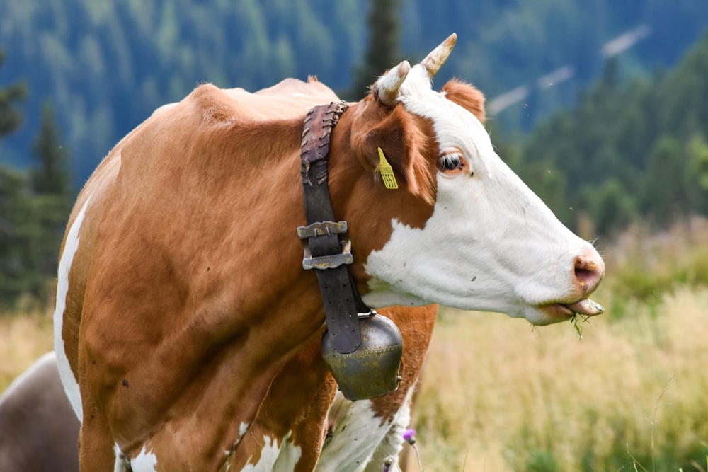 a brown and white cow with a bell around its neck
