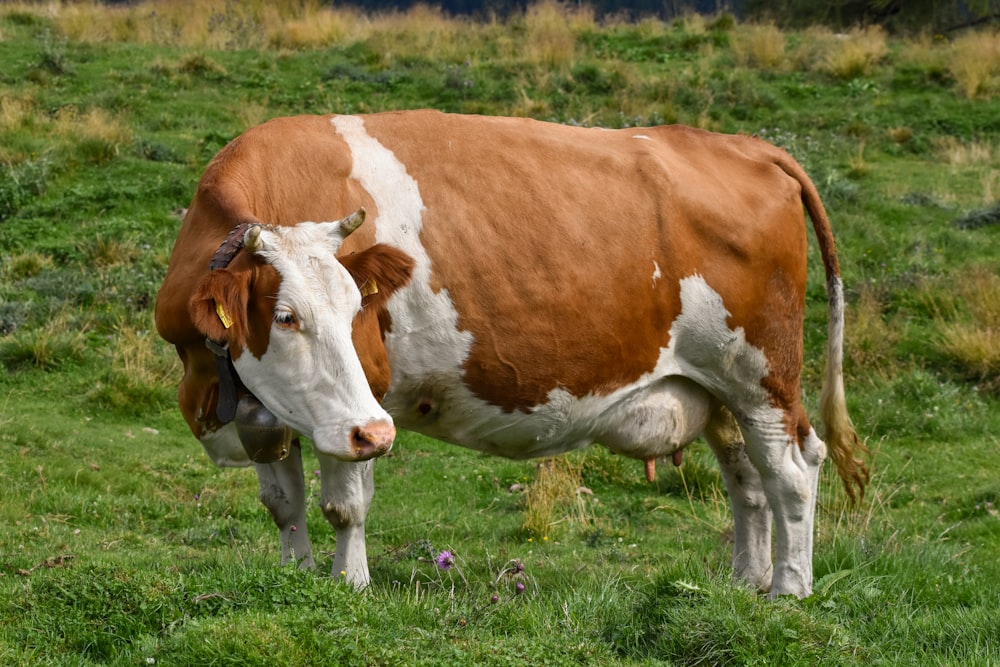 a brown and white cow standing on top of a lush green field