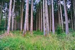 Tall slender trees extend vertically in a dense forest, with a green understory of grass and small shrubs. The forest floor is covered in lush greenery, indicating a healthy and thriving ecosystem. Sunlight filters through the canopy, creating a serene and tranquil atmosphere.