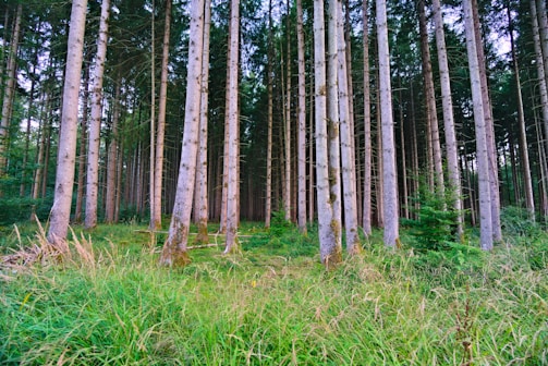 Tall slender trees extend vertically in a dense forest, with a green understory of grass and small shrubs. The forest floor is covered in lush greenery, indicating a healthy and thriving ecosystem. Sunlight filters through the canopy, creating a serene and tranquil atmosphere.