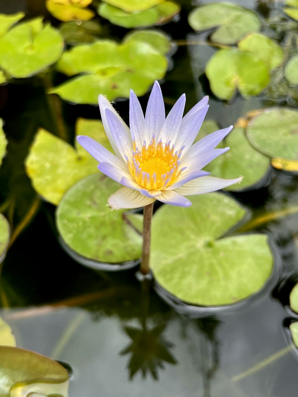 a blue and yellow water lily in a pond