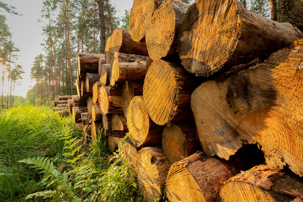 a pile of logs sitting in the middle of a forest