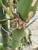 A close-up view of green bamboo stalks with noticeable growth rings and dry, peeling sections. The background is slightly blurred, highlighting the focus on the bamboo.