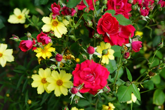 A cheerful congratulatory flower board bursting with bright yellows and reds, displayed outdoors