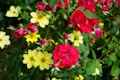 A vibrant display of blooming flowers with bright red roses and cheerful yellow daisies surrounded by lush green leaves.