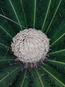 A close-up view of a cycads plant, featuring large, dark green, fern-like leaves radiating from the center around a spherical cluster of beige fronds in the middle.