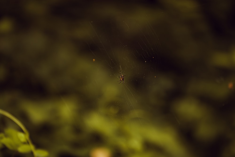 a spider sitting on a web in the middle of a forest
