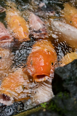 Large, colorful koi fish swim closely together in a pond, their scales glistening under the water's surface. The fish exhibit shades of orange, white, and hints of pink as they congregate near some rocks.