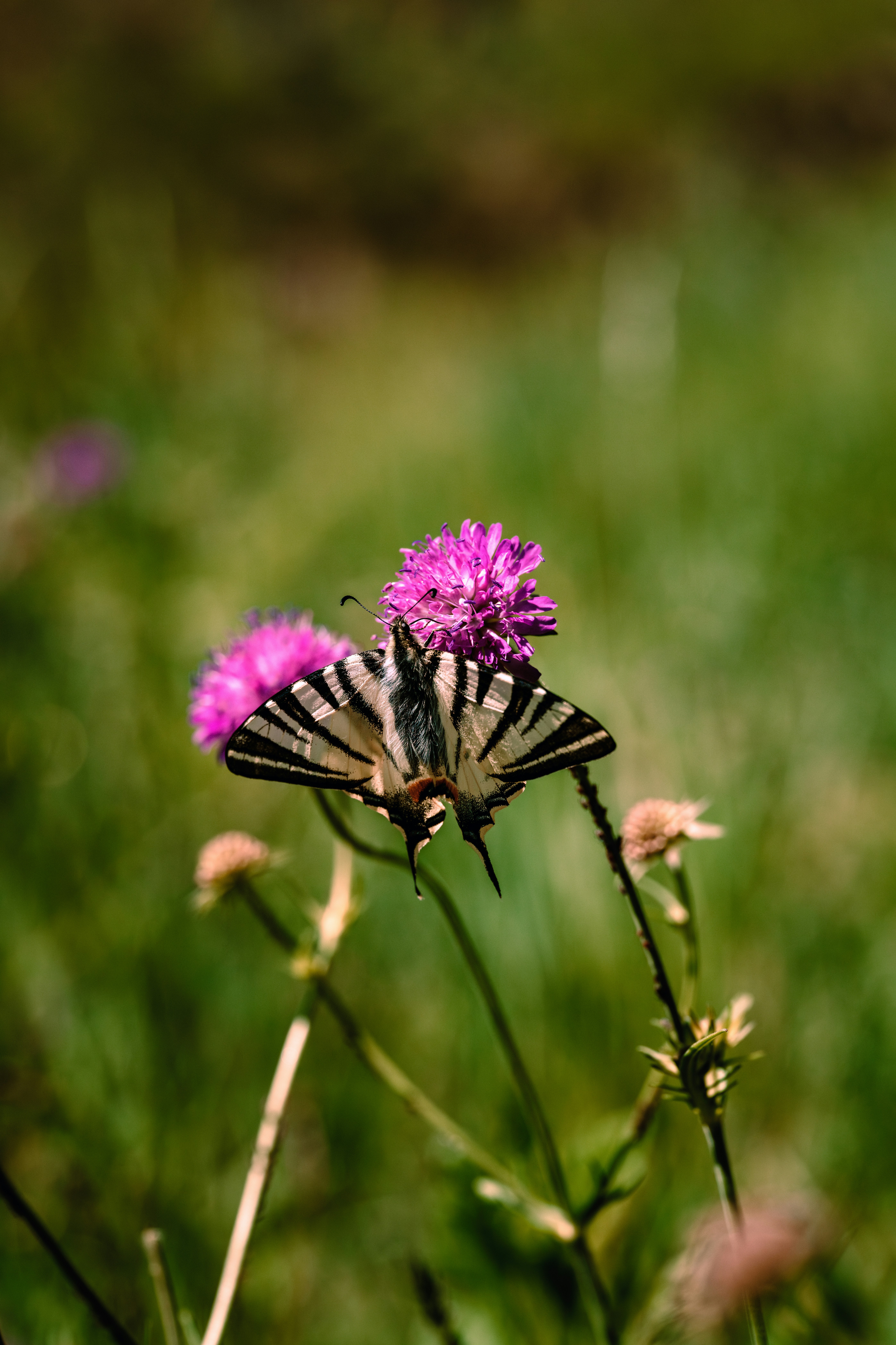 a butterfly sitting on top of a purple flower
