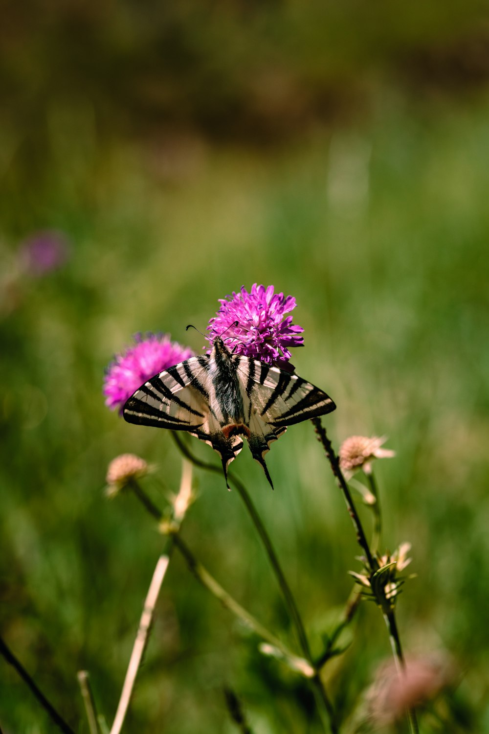 Una mariposa sentada encima de una flor púrpura