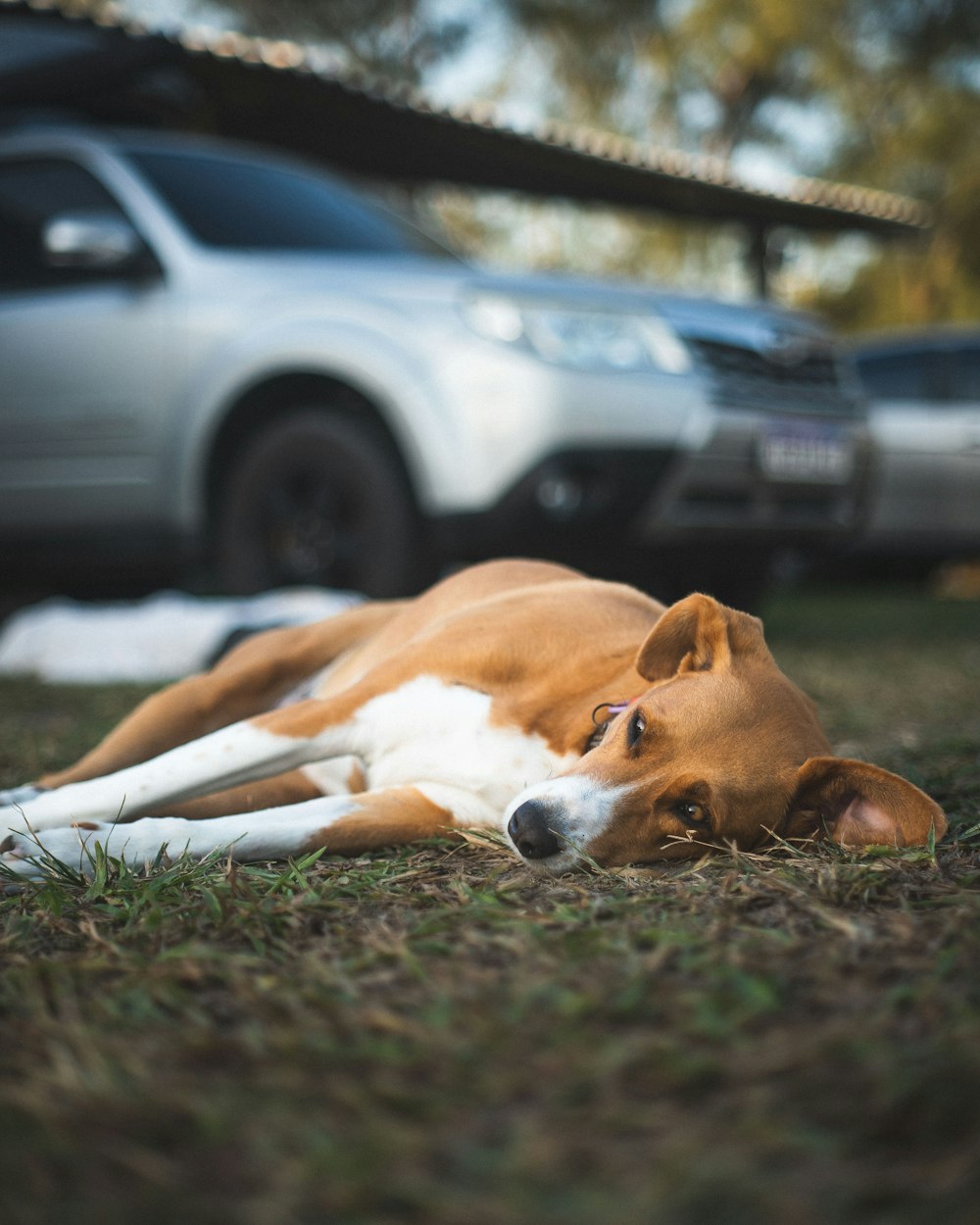 a brown and white dog laying on top of a grass covered field