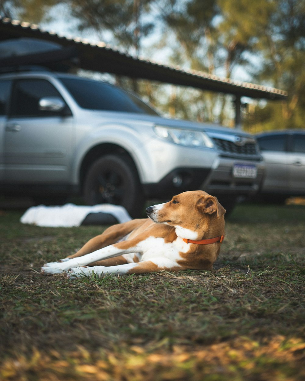 a brown and white dog laying on top of a grass covered field