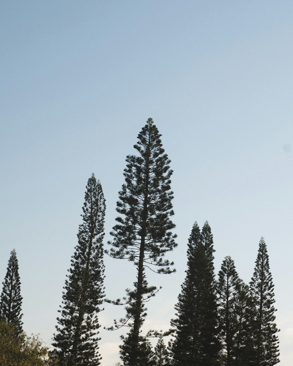 a group of tall trees standing next to each other