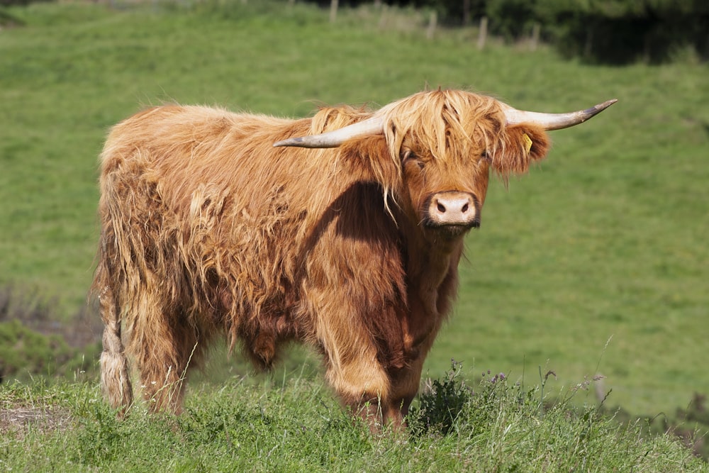 a brown cow standing on top of a lush green field