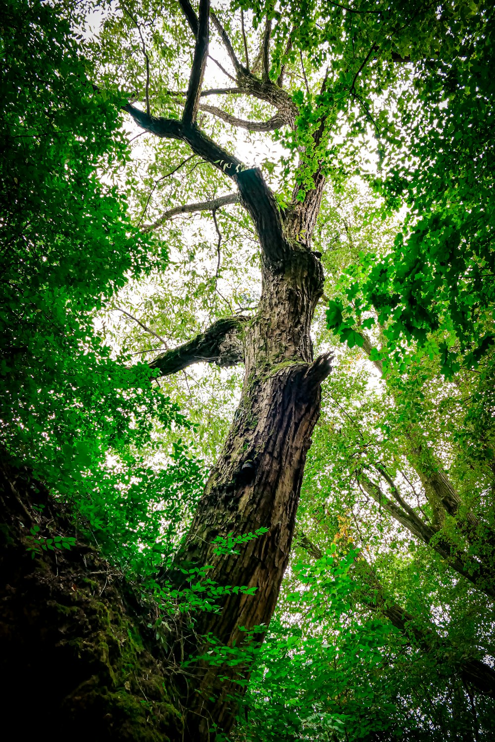 a large tree in the middle of a forest