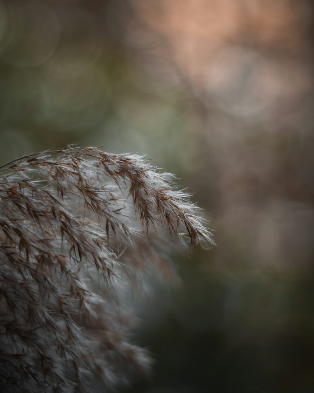 a close up of a plant with blurry background