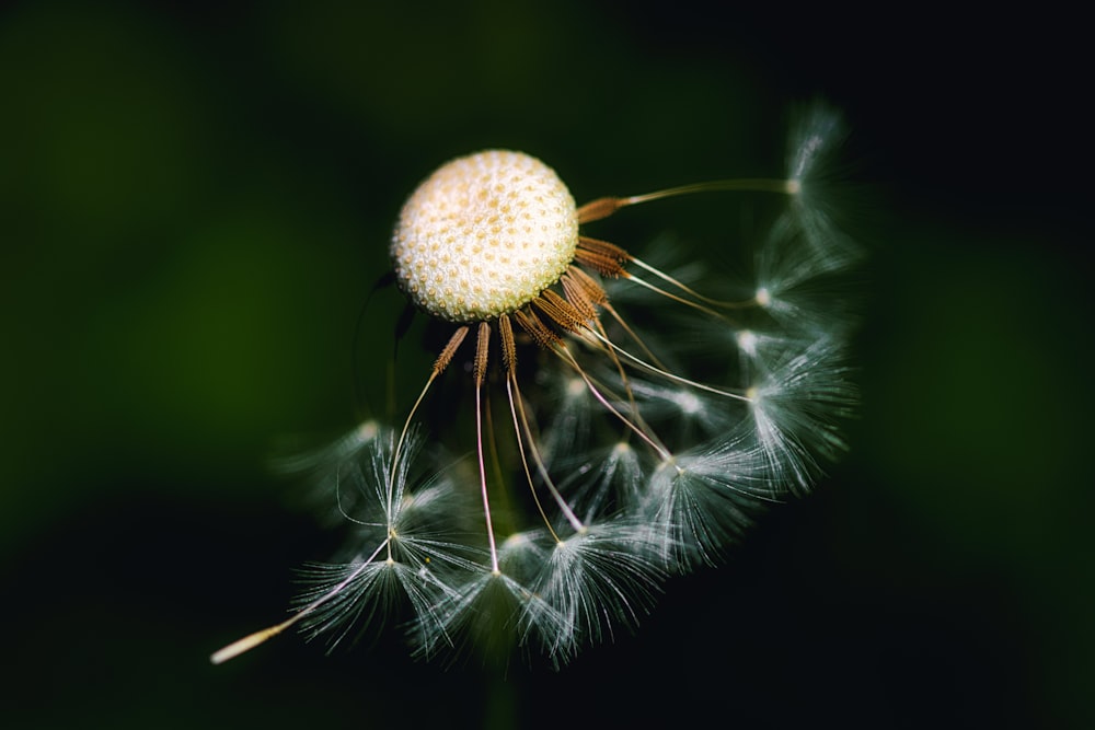 a close up of a dandelion on a green background