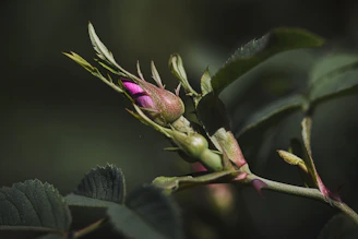 a close up of a flower bud on a plant