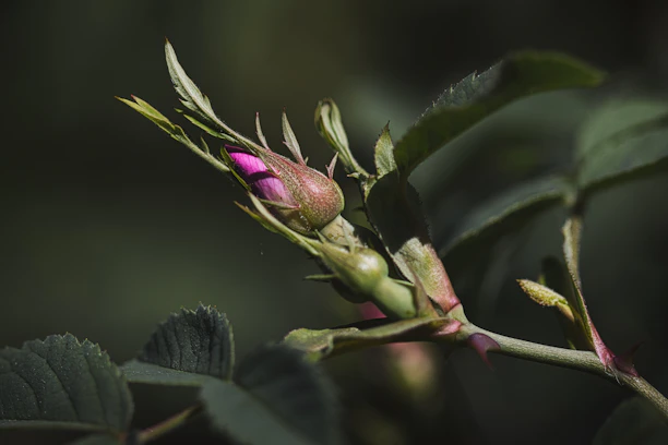 a close up of a flower bud on a plant