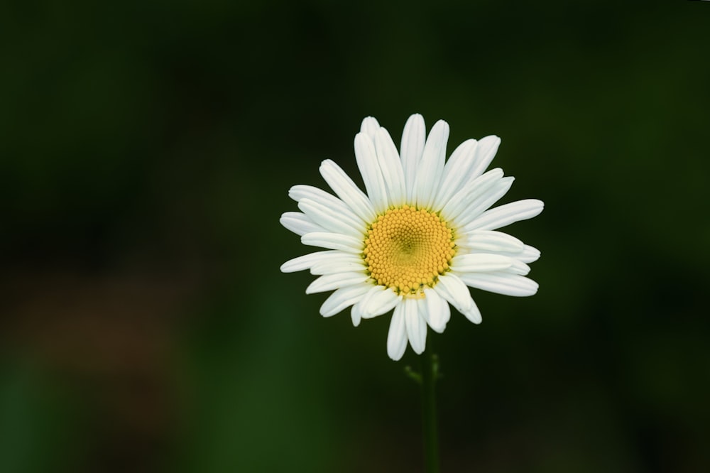 a single white flower with a yellow center