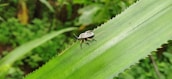 A small bug with an oval-shaped body and long antennae is crawling on a large green leaf with serrated edges. The background is filled with dense green foliage.