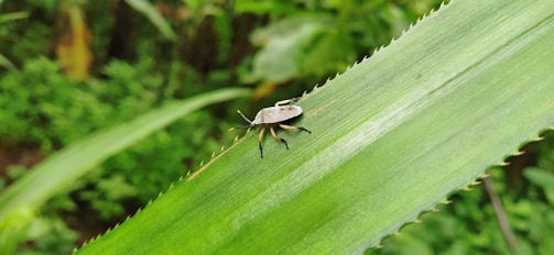 A small bug with an oval-shaped body and long antennae is crawling on a large green leaf with serrated edges. The background is filled with dense green foliage.