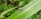 A small bug with an oval-shaped body and long antennae is crawling on a large green leaf with serrated edges. The background is filled with dense green foliage.