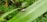 A small bug with an oval-shaped body and long antennae is crawling on a large green leaf with serrated edges. The background is filled with dense green foliage.