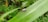 A small bug with an oval-shaped body and long antennae is crawling on a large green leaf with serrated edges. The background is filled with dense green foliage.