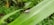 A small bug with an oval-shaped body and long antennae is crawling on a large green leaf with serrated edges. The background is filled with dense green foliage.