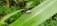 A small bug with an oval-shaped body and long antennae is crawling on a large green leaf with serrated edges. The background is filled with dense green foliage.