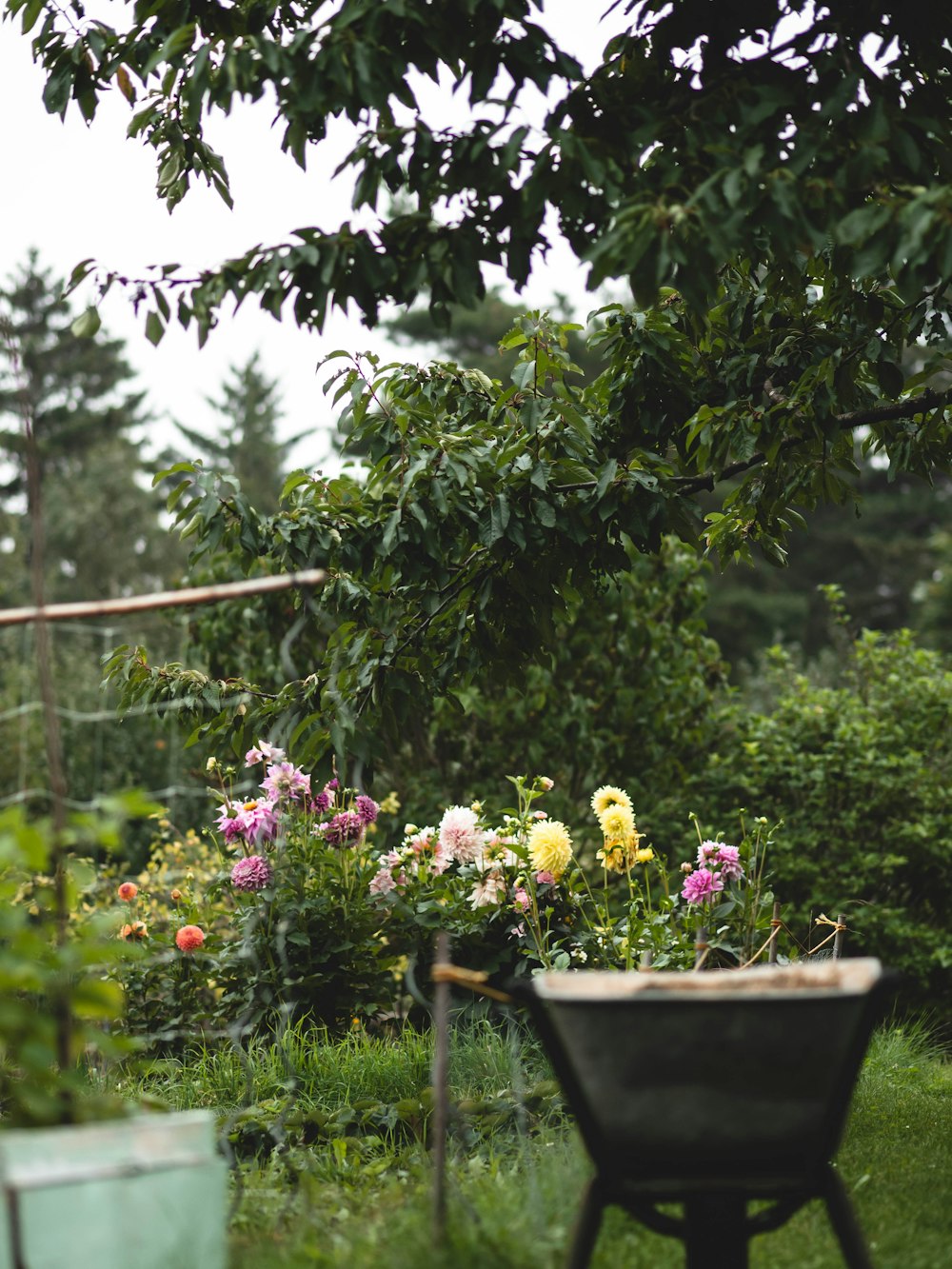 a garden with a wheelbarrow and flowers