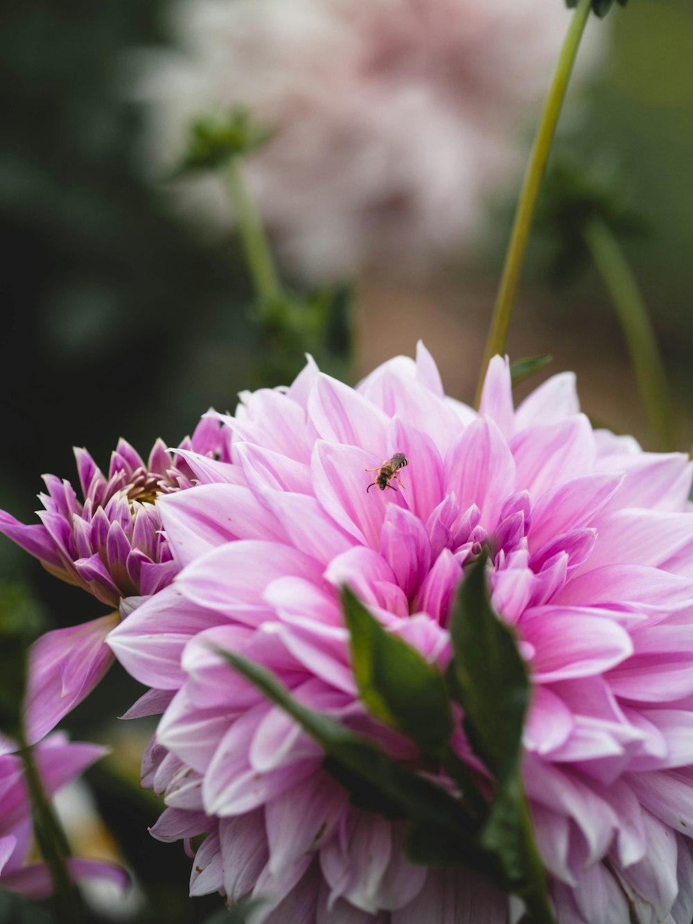 a close up of a pink flower with a bug on it