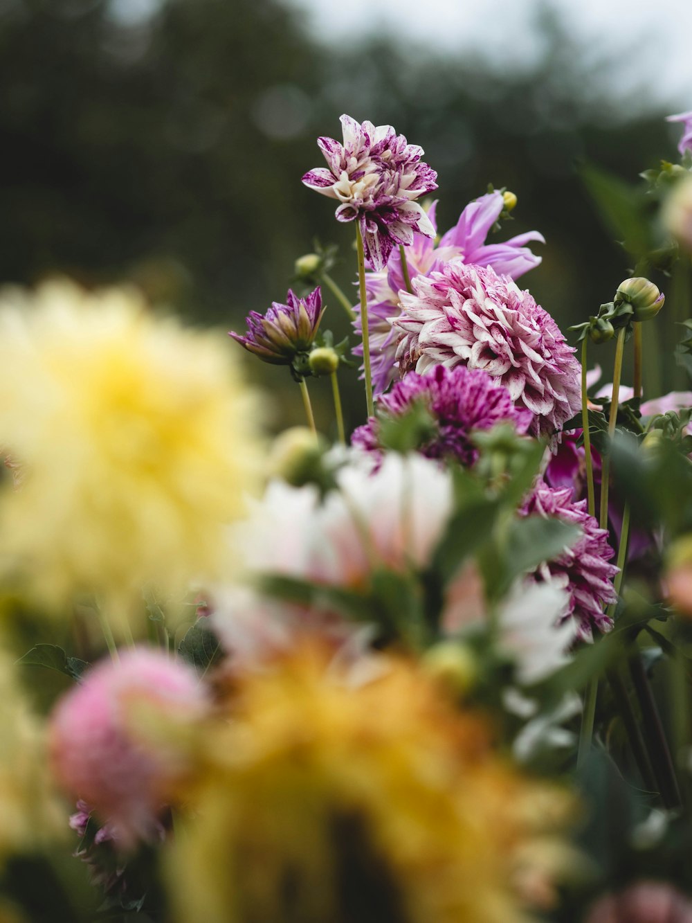 a bunch of flowers that are in the grass