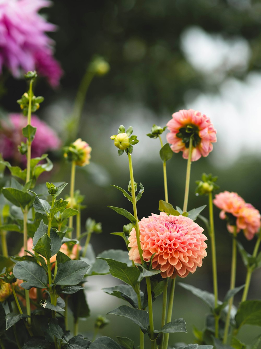 a bunch of flowers that are in the grass