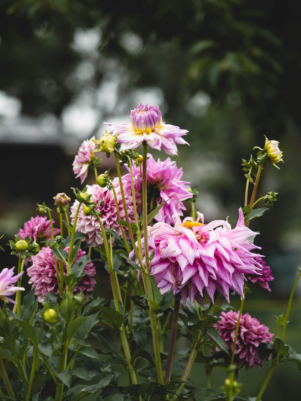 a bunch of pink flowers in a garden