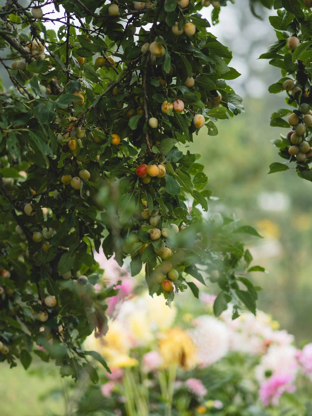 a bunch of fruit hanging from a tree