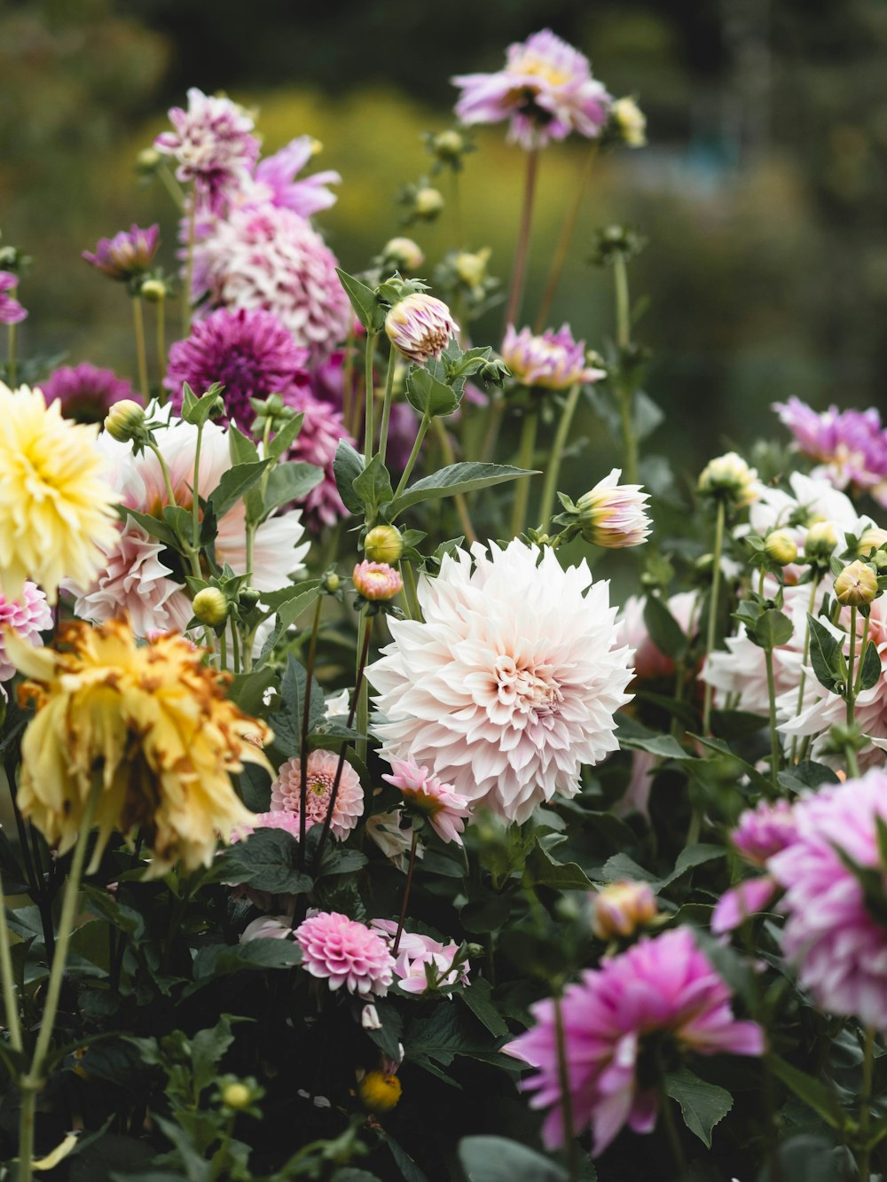 a bunch of flowers that are in the grass