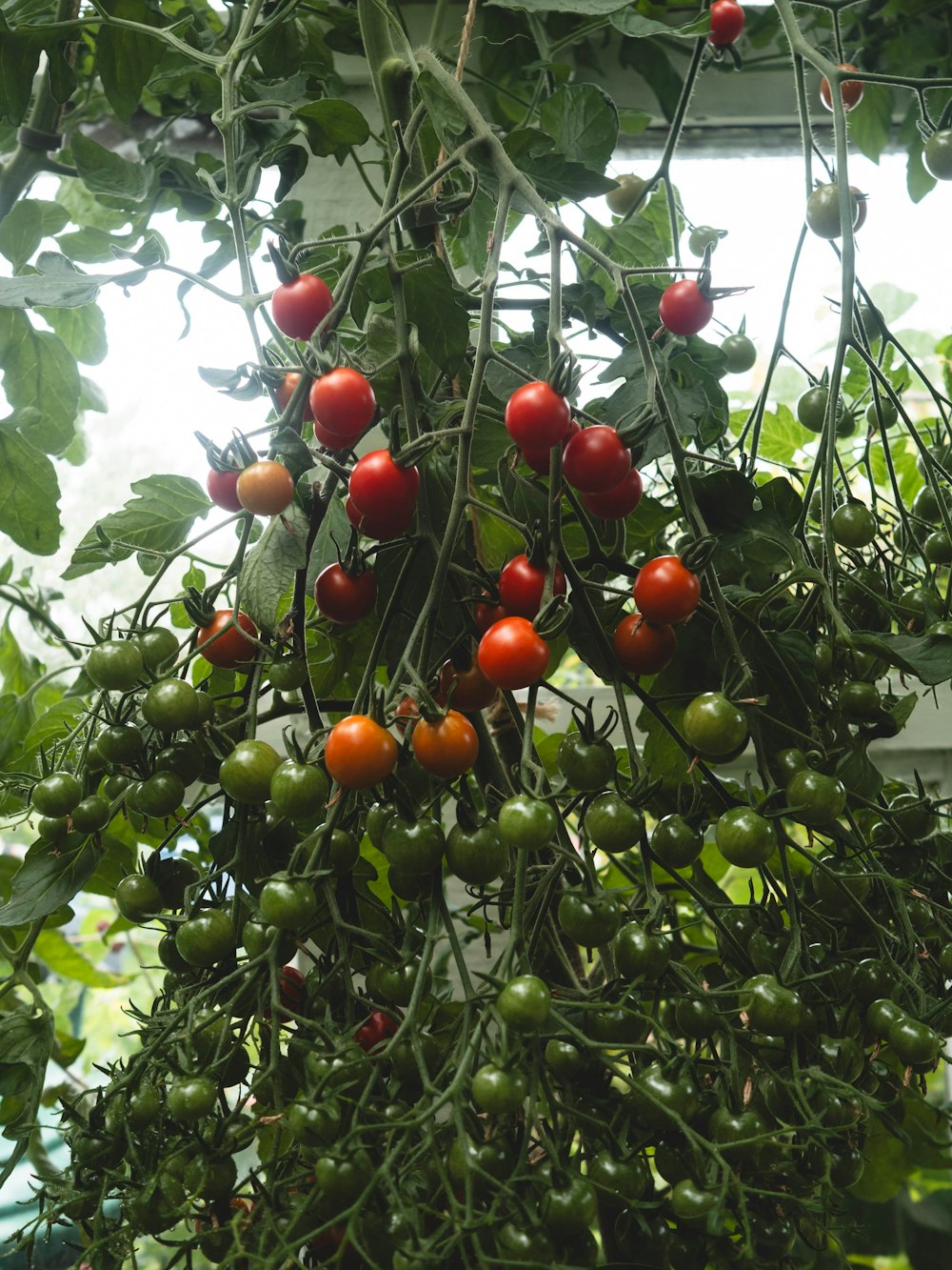 tomatoes growing on a vine in a greenhouse
