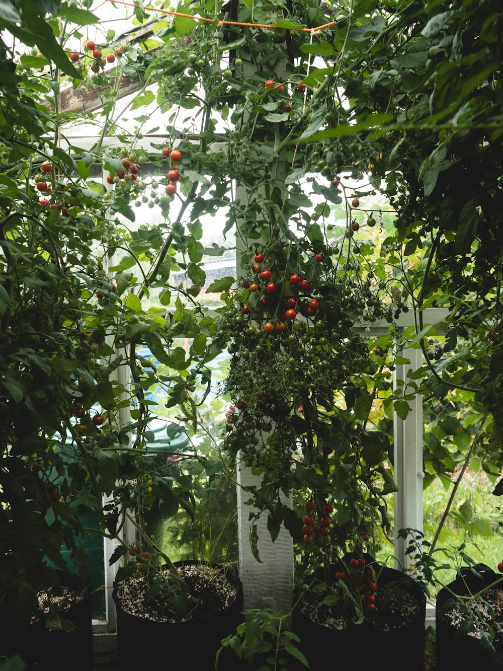 a greenhouse filled with lots of green plants