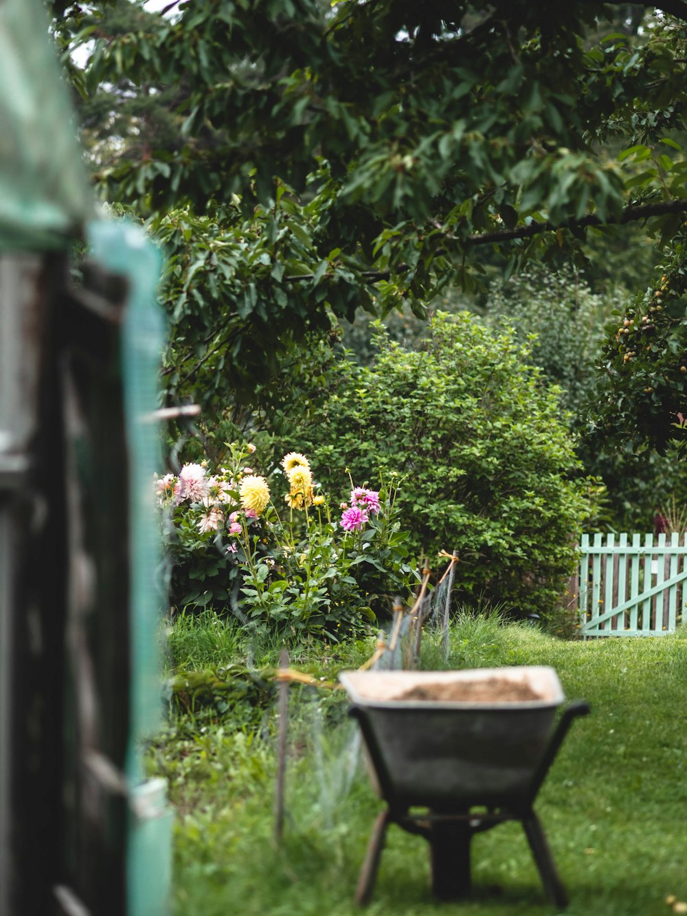 a garden with a wheelbarrow and flowers in the background