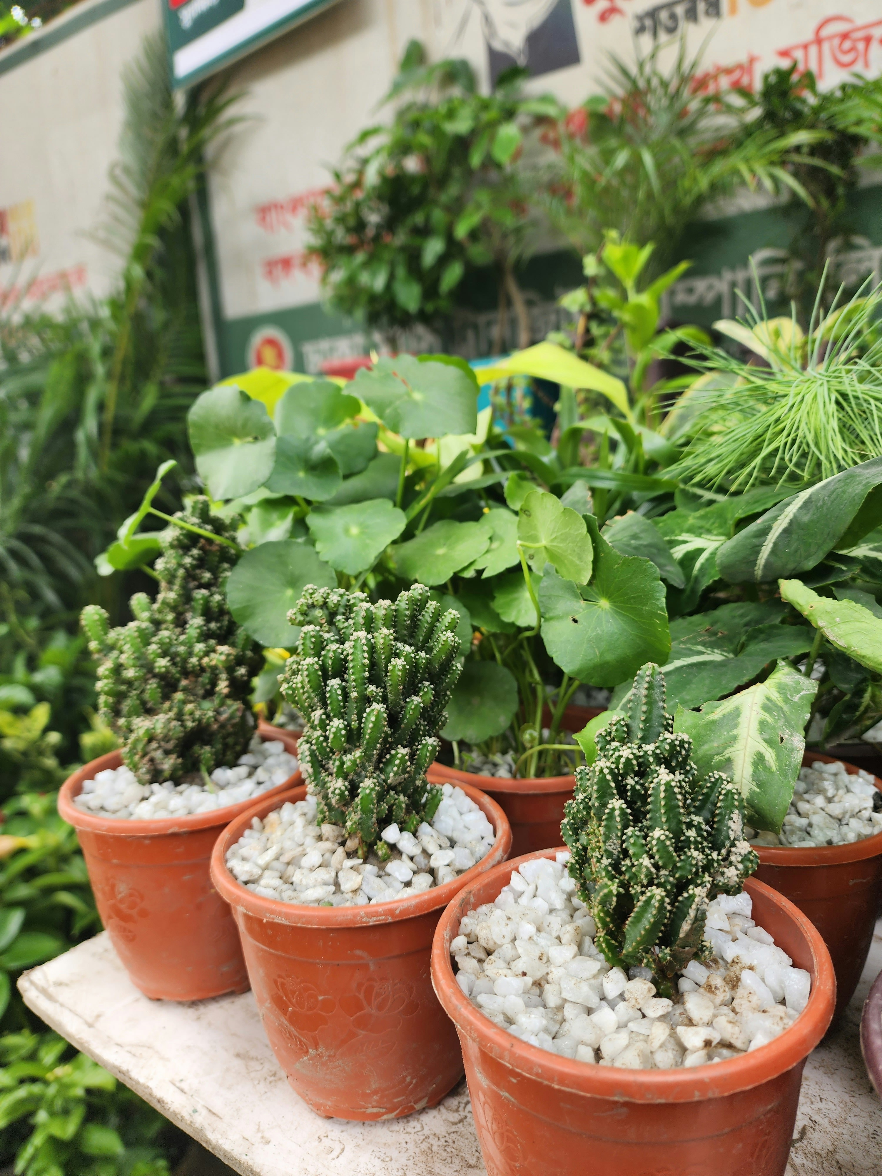 a group of potted plants sitting on top of a table