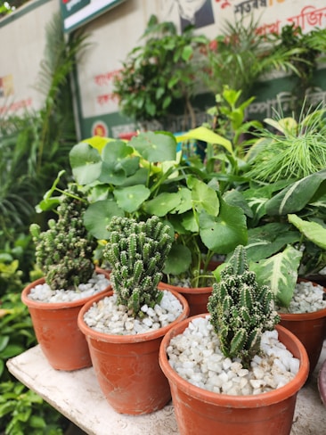 A collection of small potted plants placed on a shelf, featuring various types of green foliage and cacti. The pots are filled with white pebbles, and the background shows a wall with signage partially visible, surrounded by more lush greenery.