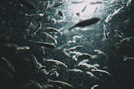 A multitude of fish swim in various directions in an aquatic environment, with diffused light creating a shimmering effect on the water. The scene has an ethereal quality, with particles floating and adding texture to the dark, underwater setting.