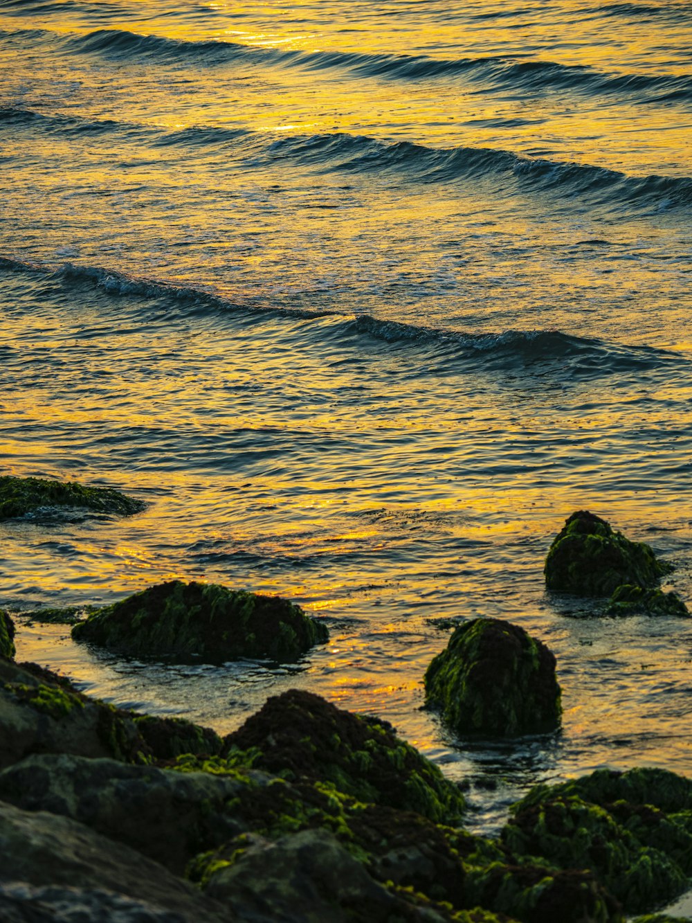 a bird standing on a rock near the ocean