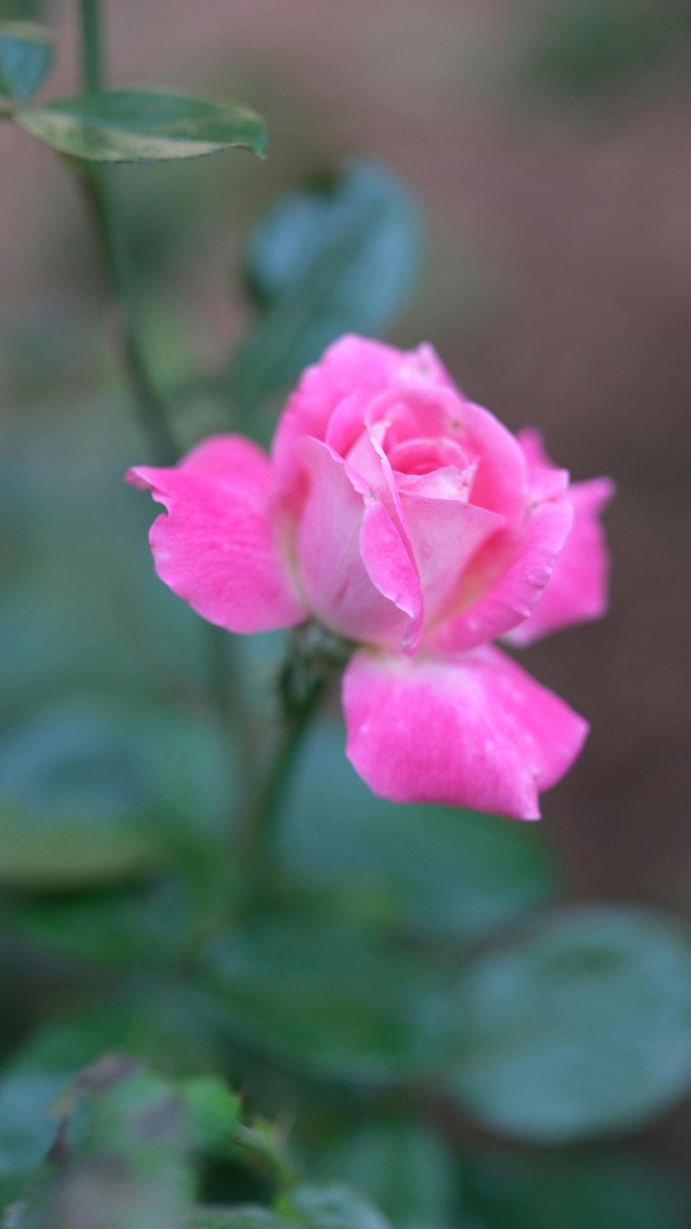 a pink rose with green leaves in the background