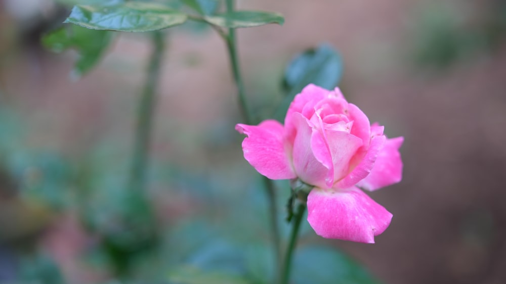 a single pink rose is blooming in a garden