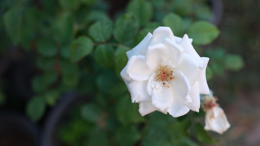 a white flower with green leaves in the background