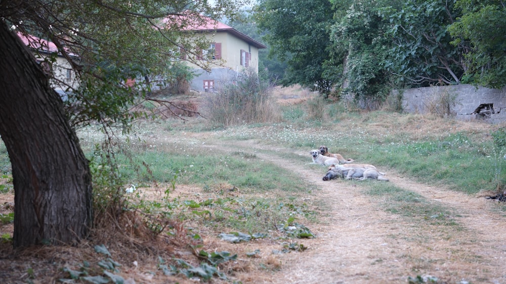 a couple of sheep laying on top of a dirt road