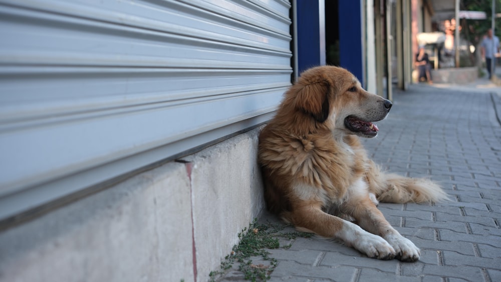 a brown and white dog laying on the side of a building